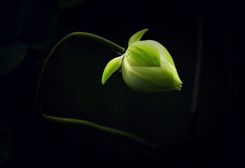 DSC_5258 (2)__HZP曲折的荷
