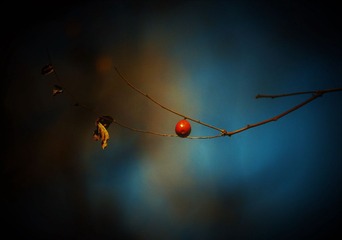 DSC_6359 (3)