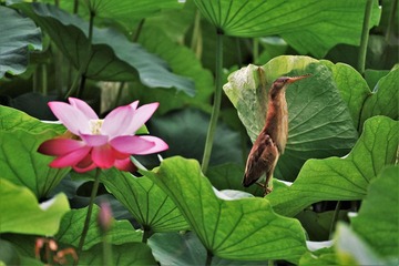 DSC_1185 (4)_