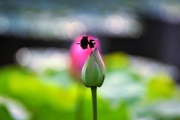 DSC_1734 (6)_