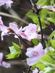 照片 597.jpg