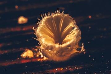 _X0A9993