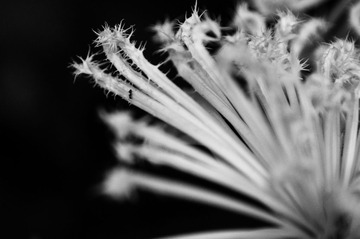 _DSC5275