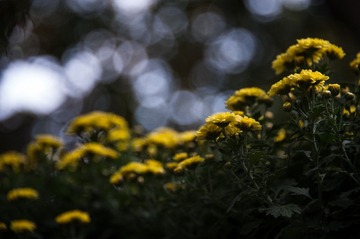 _DSC5352