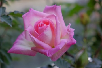 49738B7C-07D6-4E63-87FA-44D4BFDAB432/L0/001