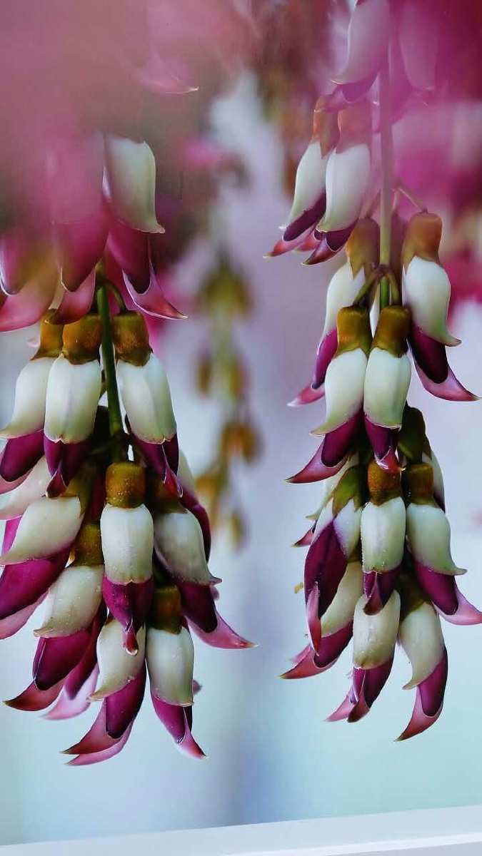 葫芦串串花