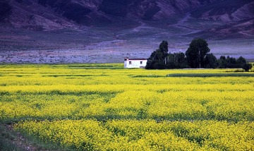 43200_13002566229yRe.jpg