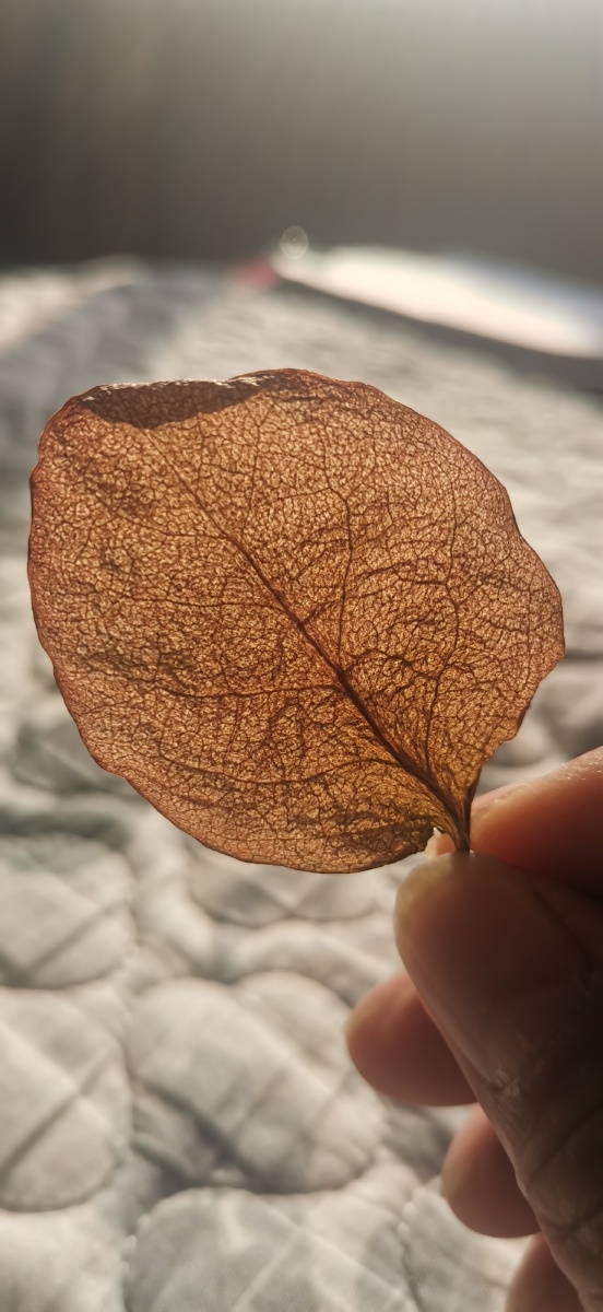 一枚干枯的叶子