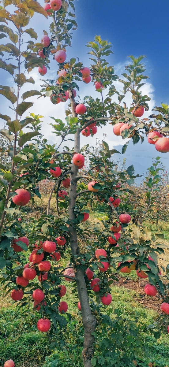 一树苹果