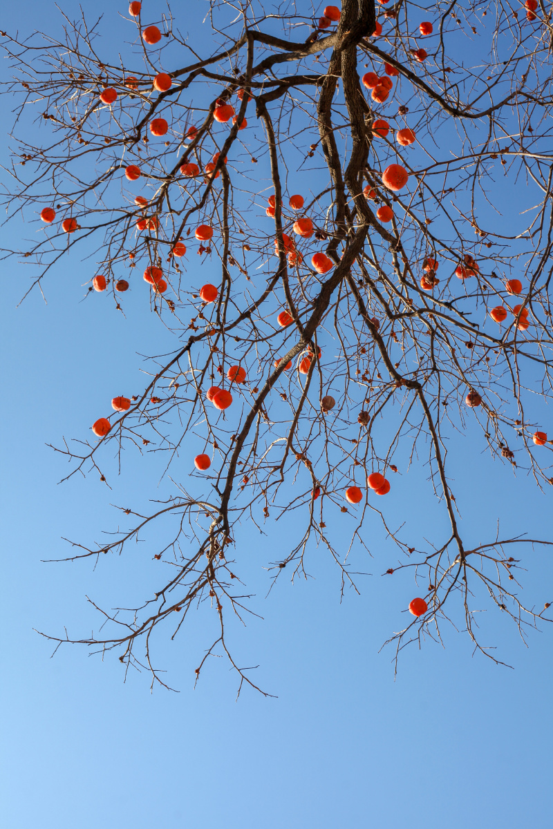 冬天的柿子冬日里的温暖