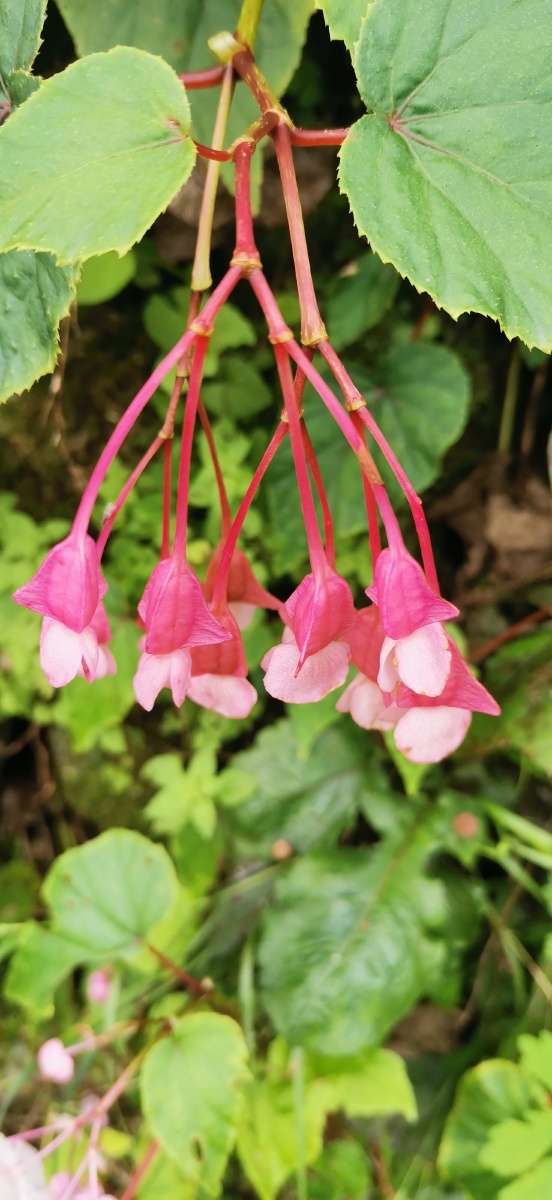 潭瀑峡景区的野生中华秋海棠