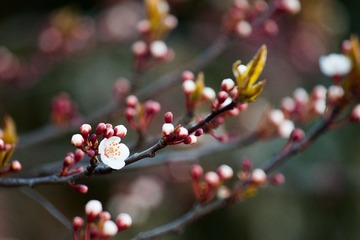 街边的花