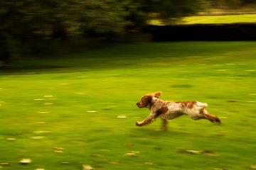A DOG RUNING TOWADS PAST.jpg