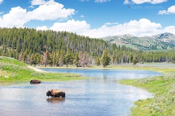 Hayden Valley