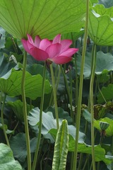 螺旋