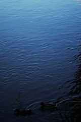 IMGP5067_ - 