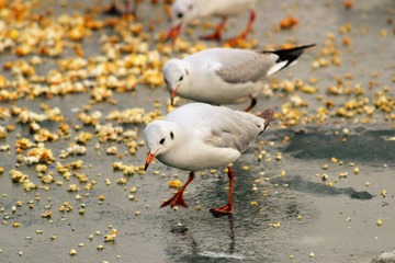 IMG_0065_副本.jpg