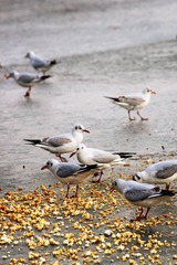 IMG_0100_副本.jpg