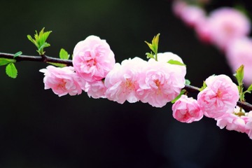IMG_1116_副本.jpg