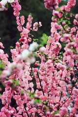 IMG_1123_副本.jpg