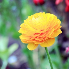 IMG_1135_副本.jpg