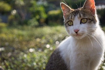 猫-1-2.jpg