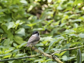 _DSC2220-2