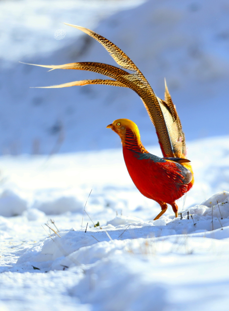 883_1200竖版 竖屏