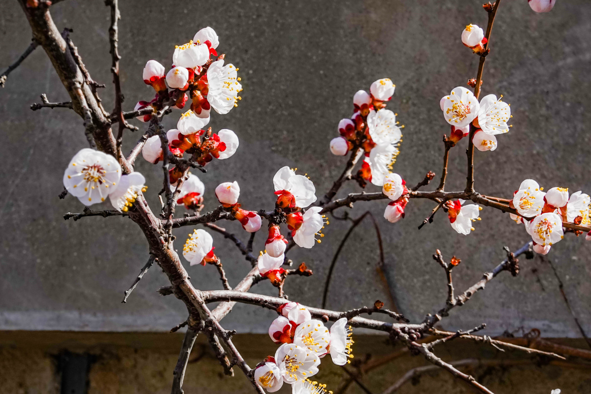 一枝红杏出墙来