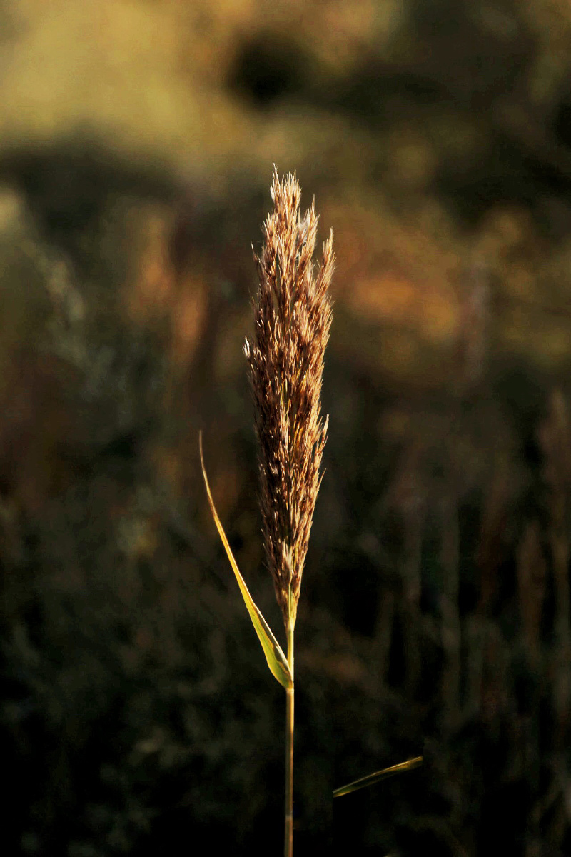 人是一支会思想的芦苇