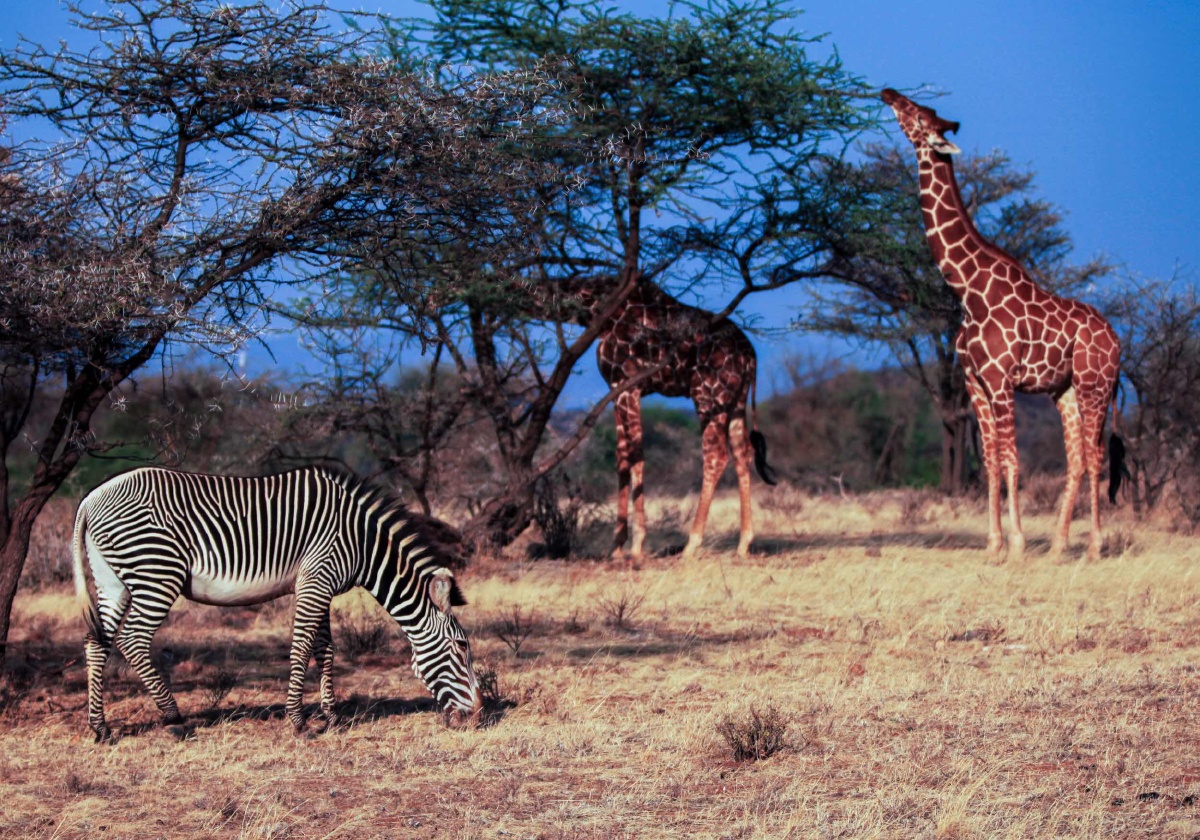 回顾整理一下,非洲的照片
