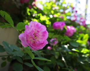 P1020058.jpg