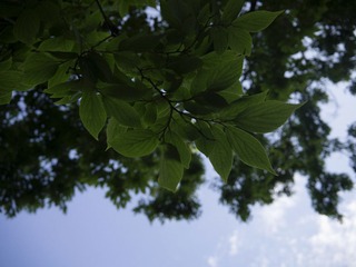 P1020090.jpg
