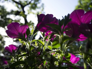 P1020106.jpg