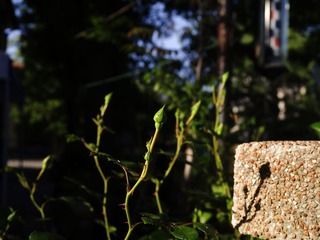 P1020119.jpg