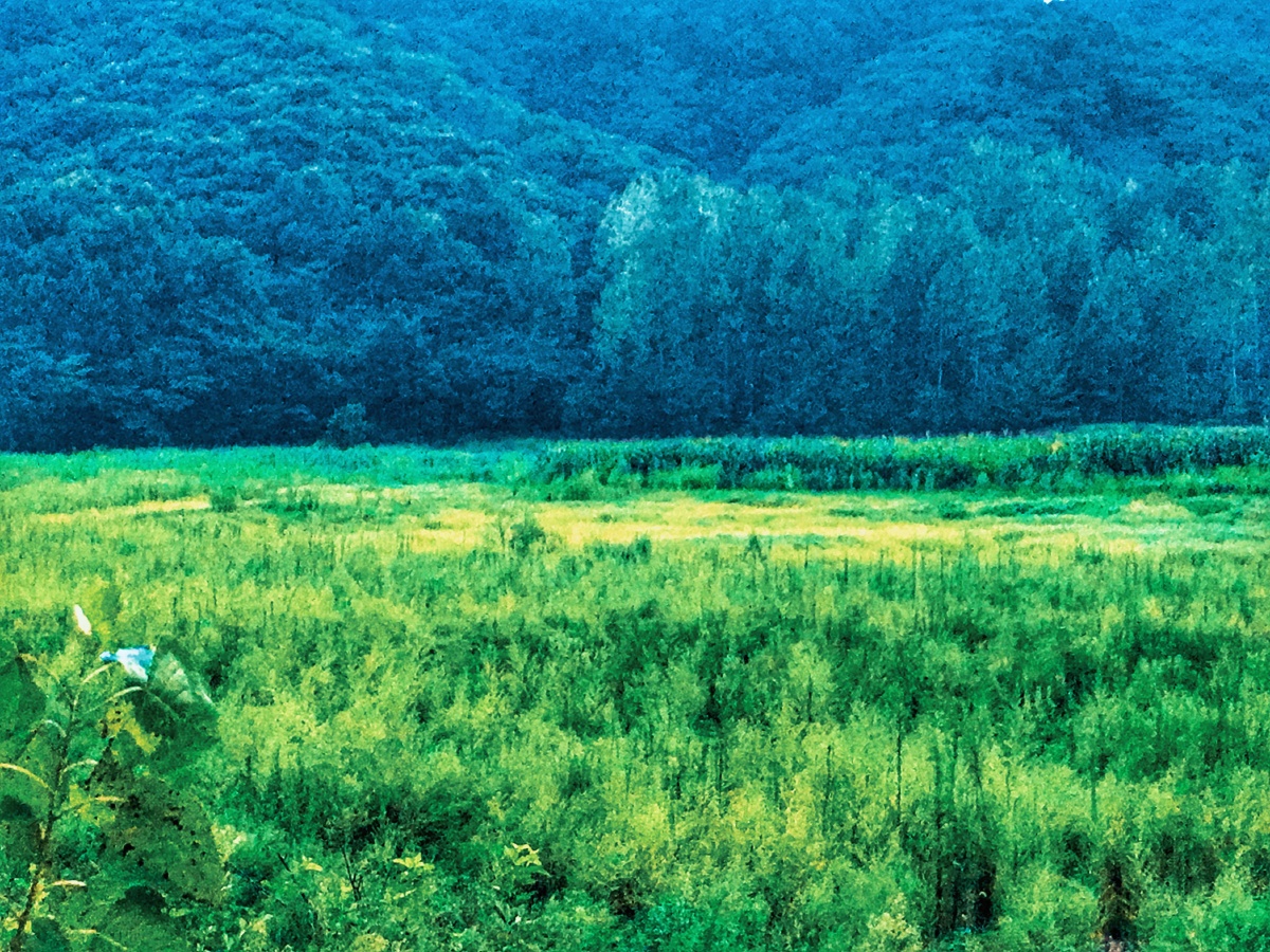 原野山林 - 春天的气息389 - 图虫