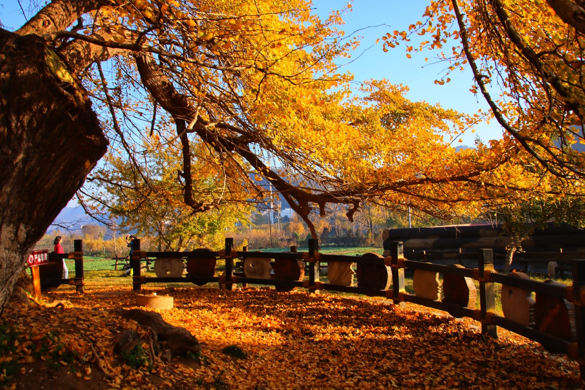 千年银杏谷晨光