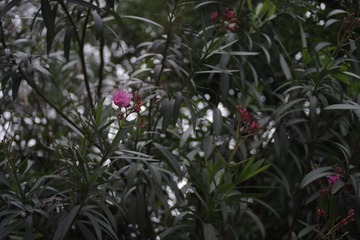 _IGP3697.JPG