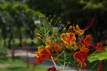 _IGP4281.JPG