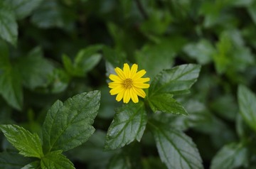 _IGP4285.JPG