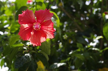 _IGP4290.JPG