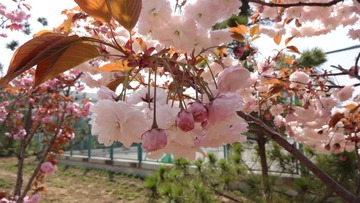 DSC00080.JPG