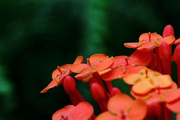IMG_3876.JPG