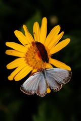 IMG_5599.jpg