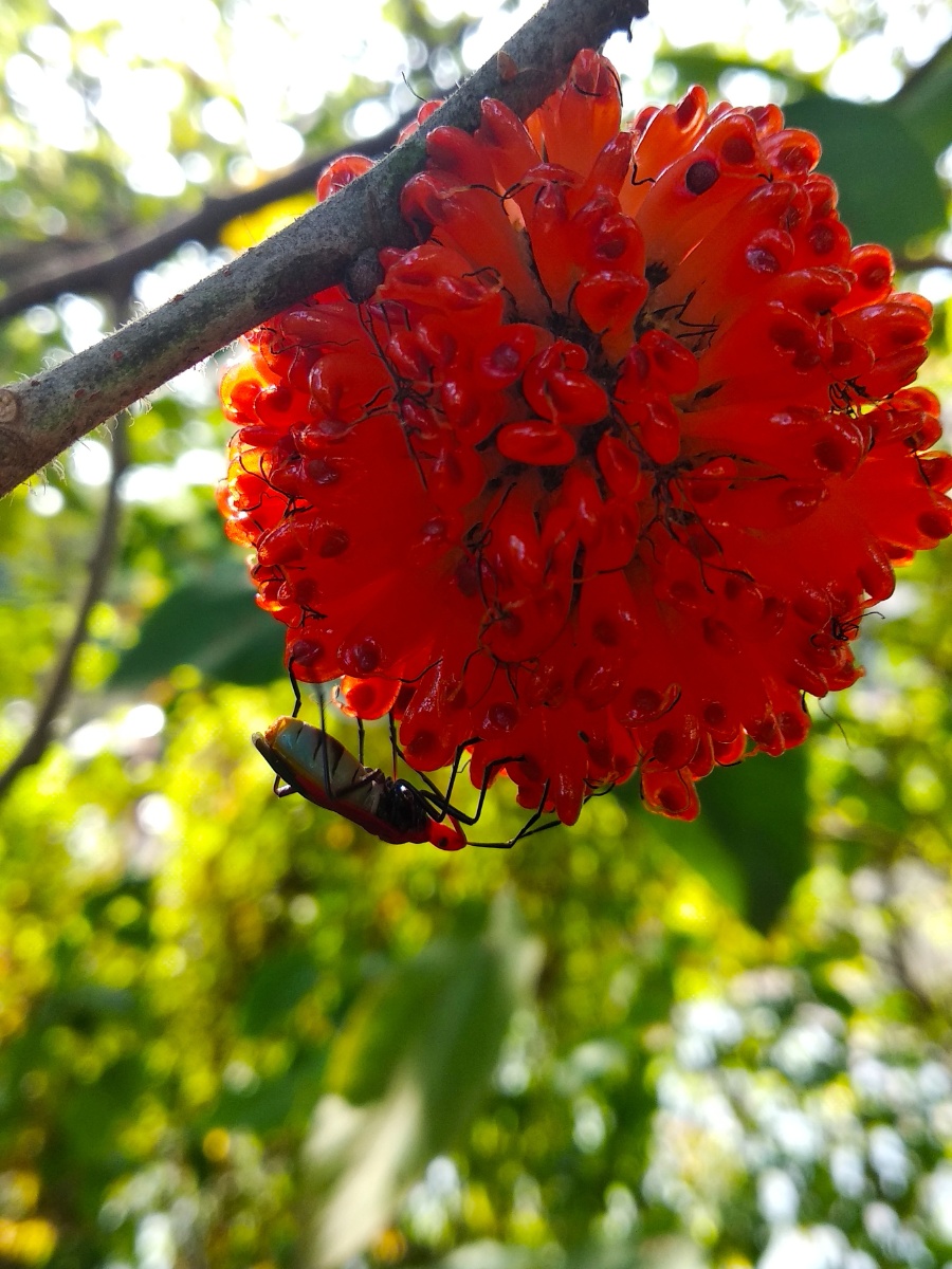 一颗构树的果实