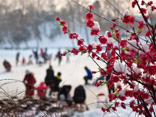 雪后的腊梅绽放