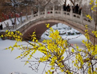 雪后的腊梅绽放