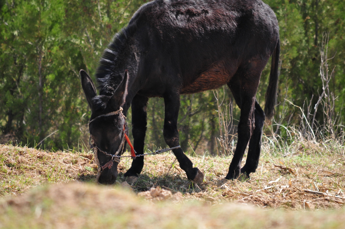 这种动物叫"驴",老百姓在放驴.