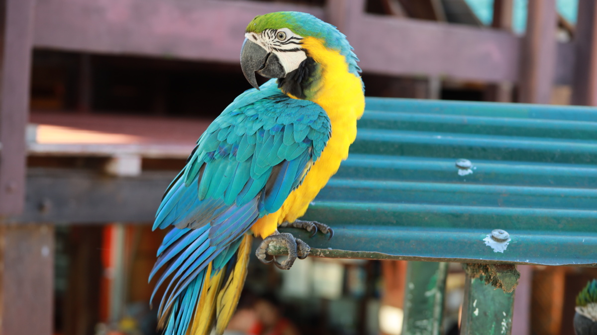 玻利维亚里韦周边休闲场所