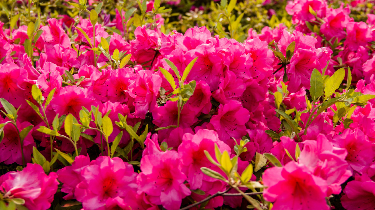 四月山花烂漫映山红开得正艳